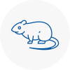 Rat Control Beverley